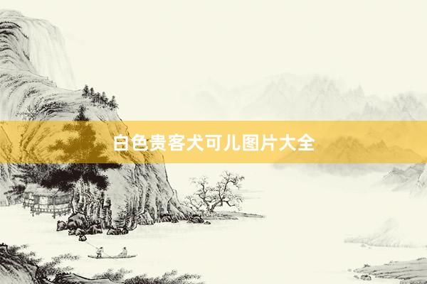 白色贵客犬可儿图片大全